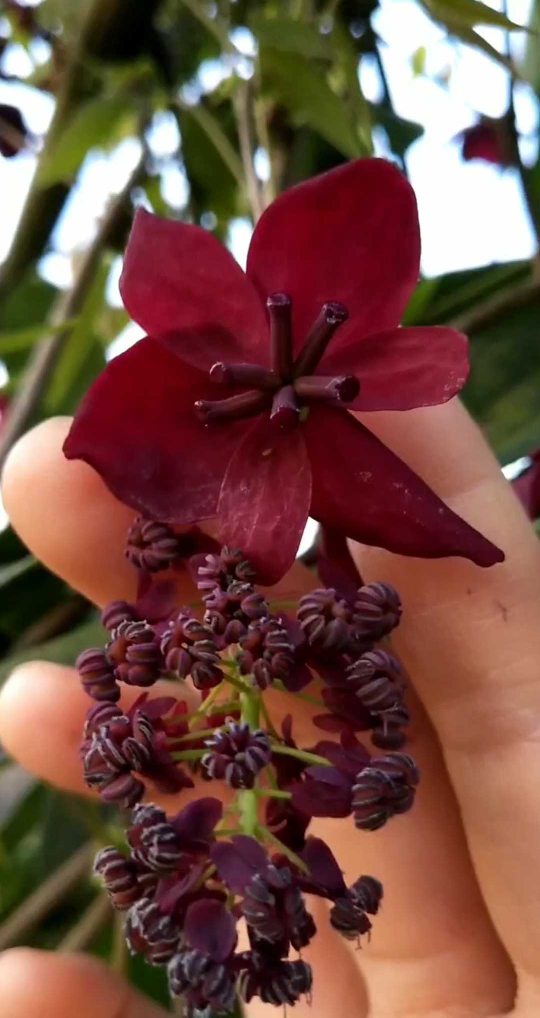 八月瓜瓜雌雄同体,不分公母,不需要人工授粉!-度小视