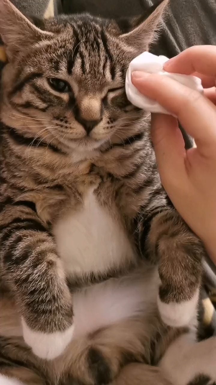 我要上热门#给我们可爱的小猫咪洗洗脸