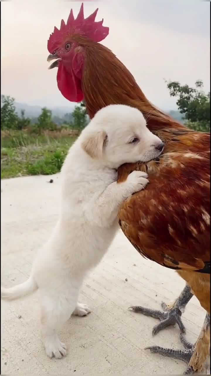 大公鸡背小狗狗真幸福