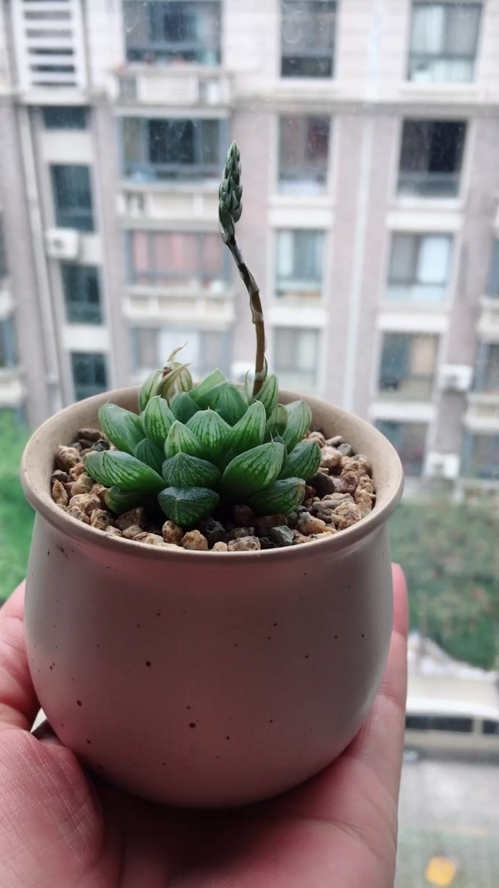 雪花玉露出了花剑