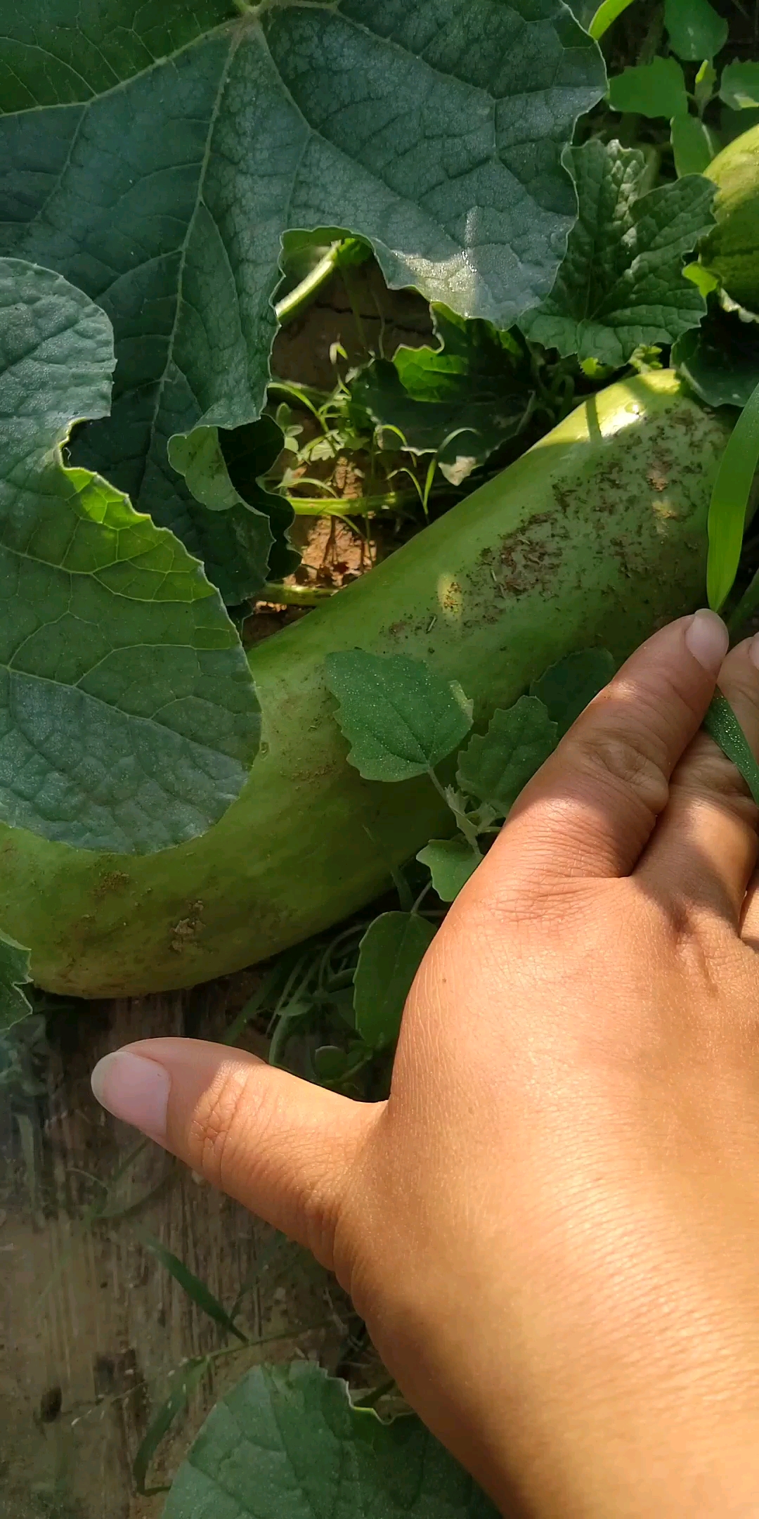 这么大瓜还不熟