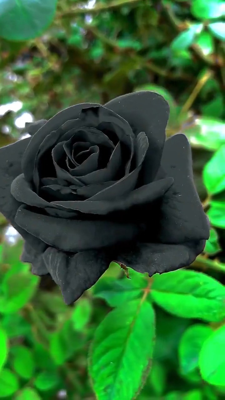 娱乐#真正的黑玫瑰,眼前的风景,真是太美了