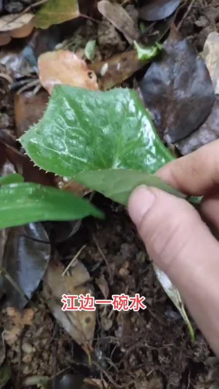 江边一碗水,七叶一枝花,文王一支笔,头顶一颗珠,据说是神龙架四宝.