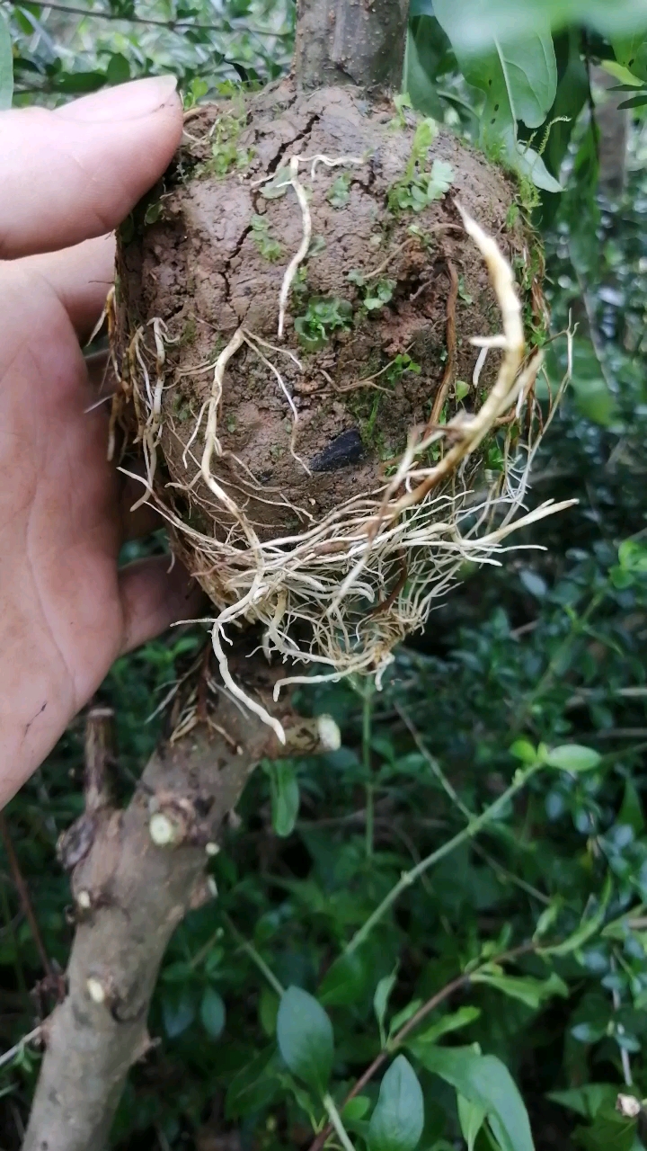 高压牡丹石榴根系不错吧