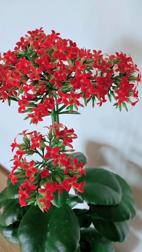 单瓣的凤尾长寿花