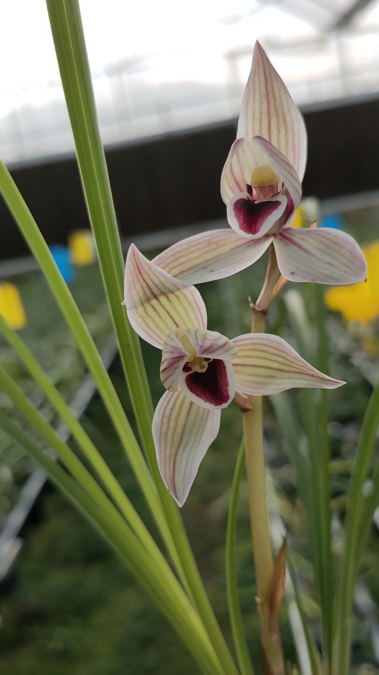 心心相印莲瓣兰色花红心舌