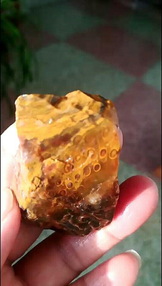 漂亮的辽西紫棋化石!