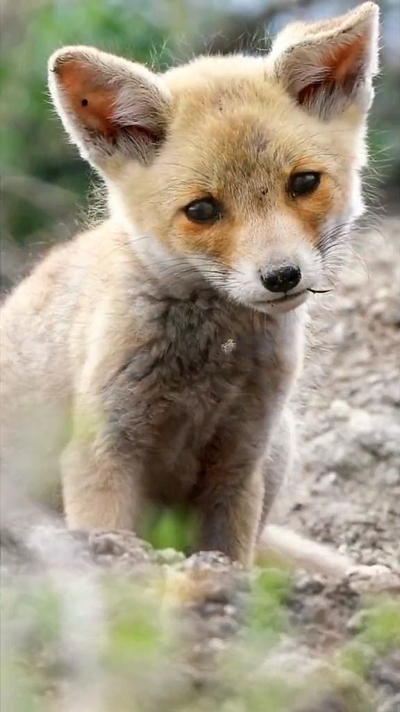 嗷嗷待哺的小赤狐 正等待着母亲归来