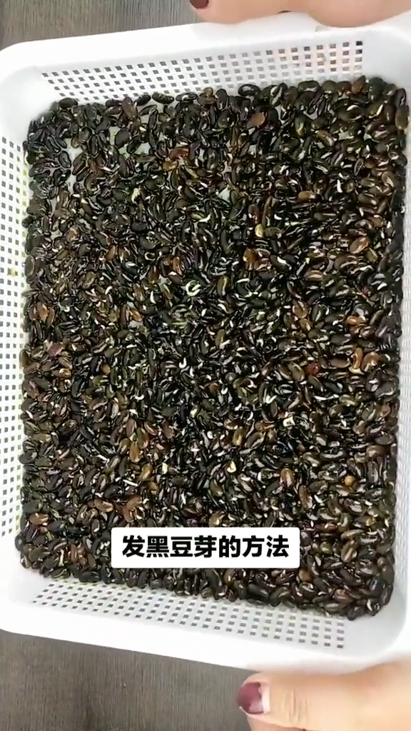 怎样生黑豆芽在家最简单的方法