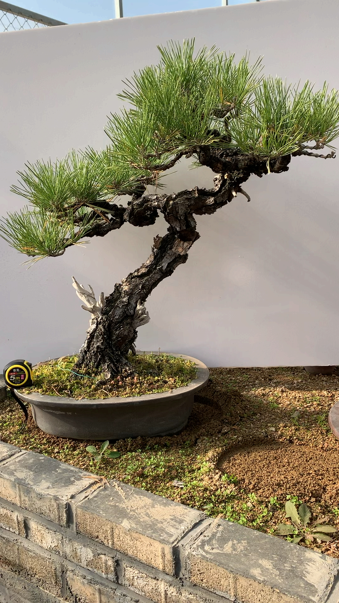 百年三河黑松 堪比明星