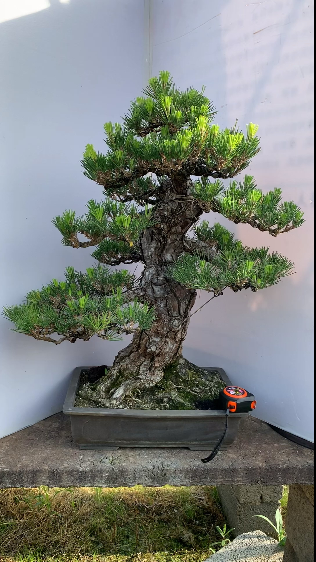 百年三河黑松盆景