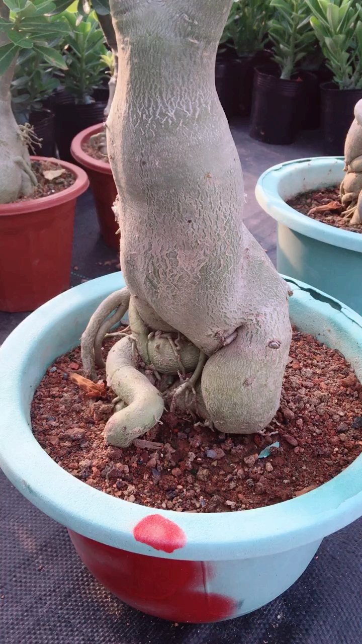 沙漠玫瑰之老桩