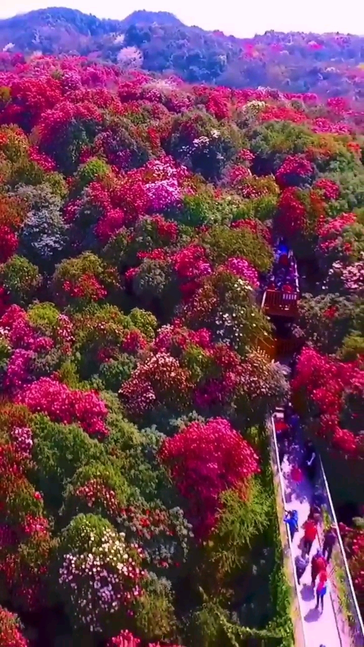 有一个地方叫毕节,有一种花叫杜鹃,有一种美叫十里杜鹃