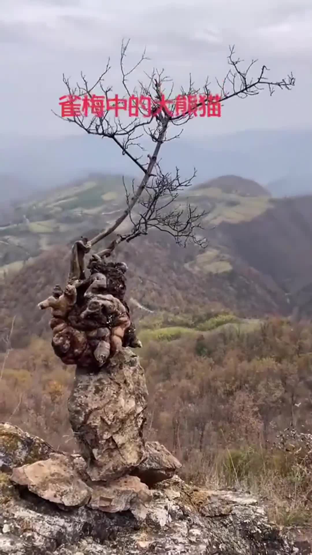 北崖雀,雀梅中的大熊猫,偶然间拍到,太走运啦!