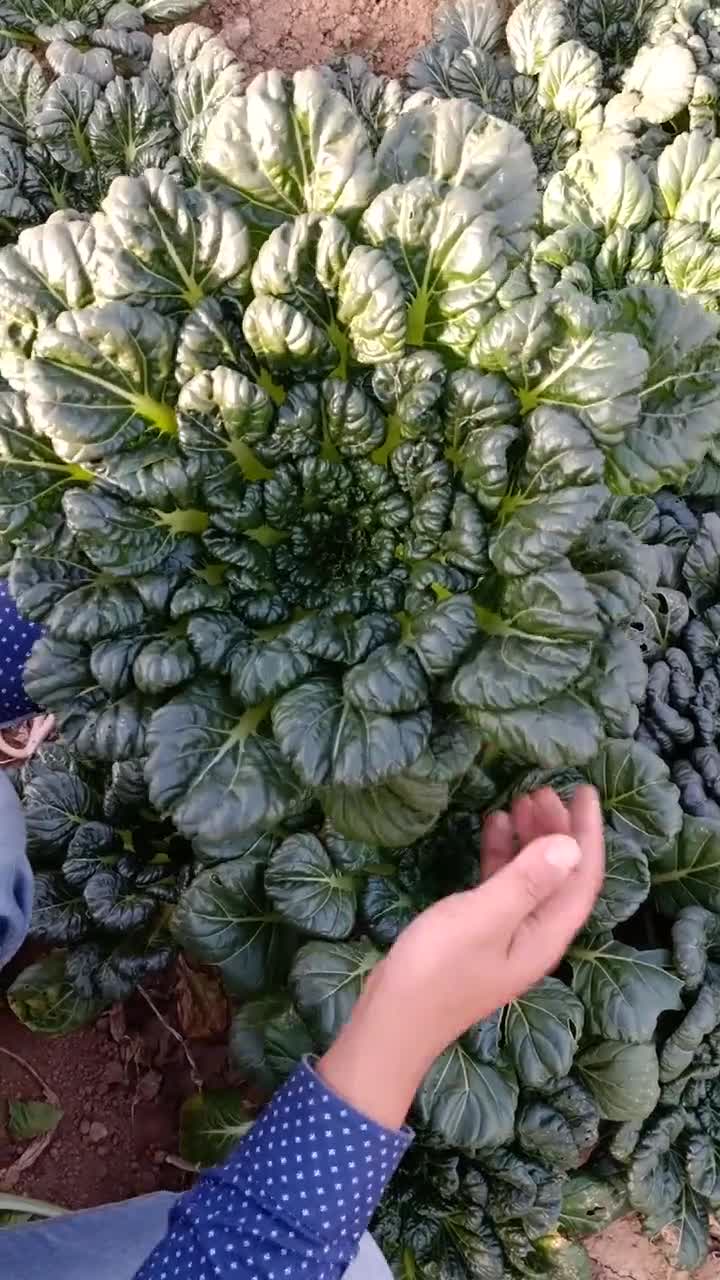 乌塌菜耐寒,好吃好种还好看【上集】