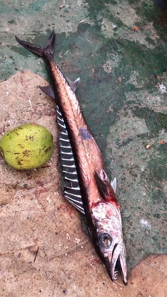 中國南海黑牙帶魚,認為不好吃的給我個雙擊關注吧,謝謝了