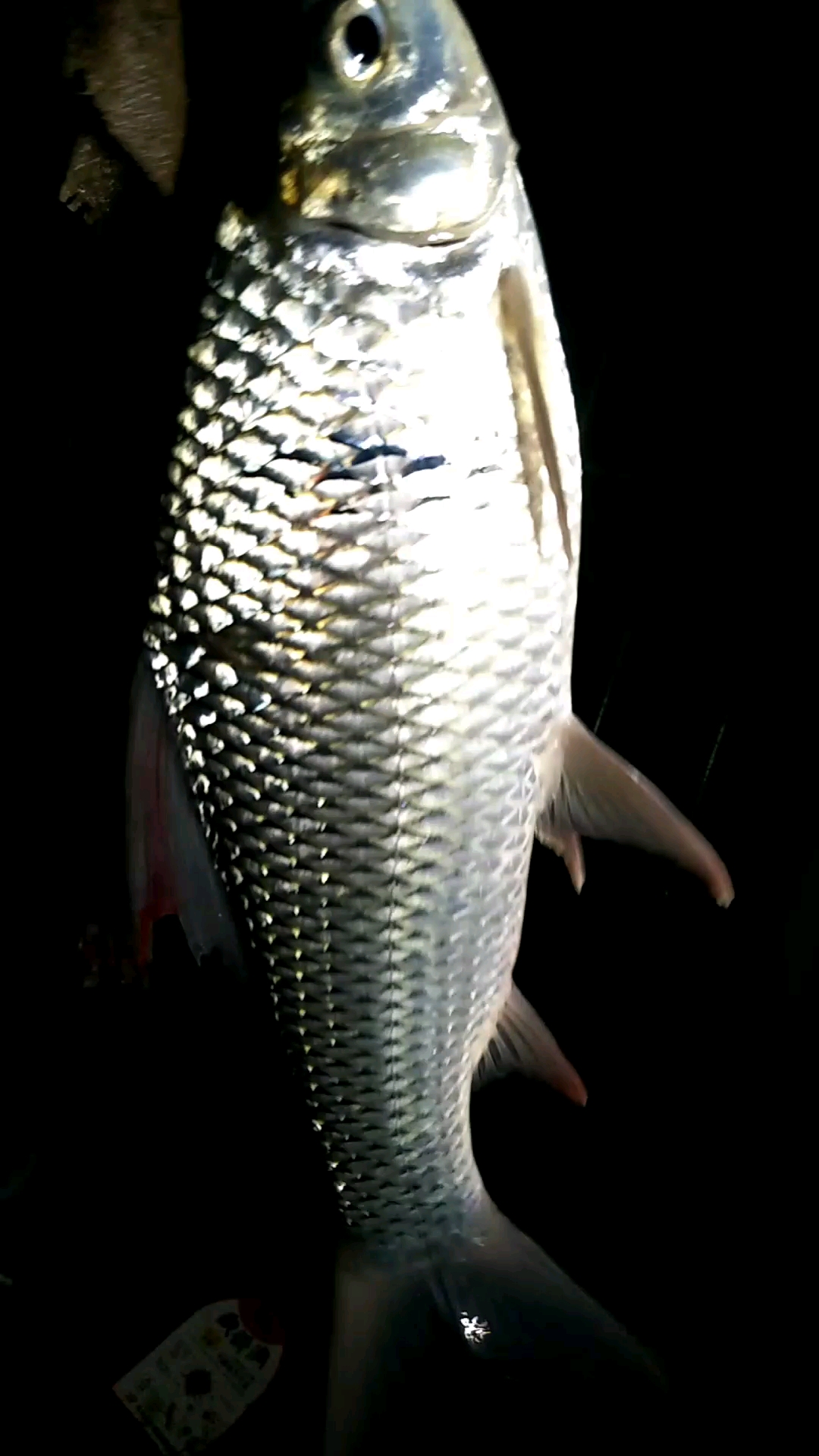 身上有条线的鱼