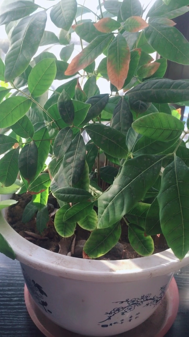 我的小花园#不花钱的龙眼树!