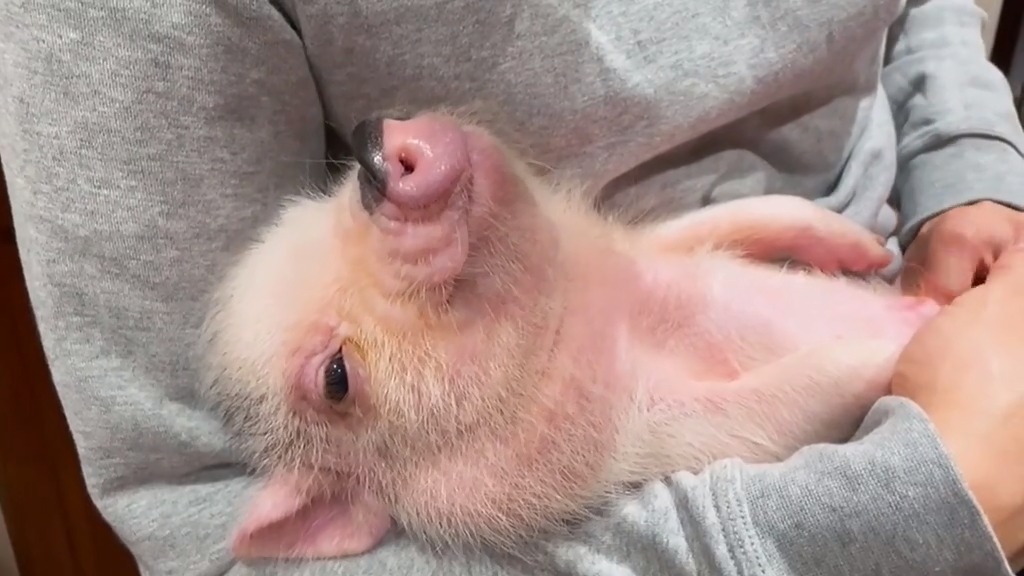 小猪佩奇#揉揉小猪脸,幸福到永远