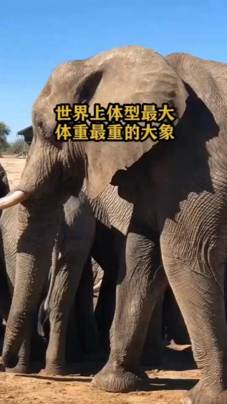 世界上体型最大体重最重的大象
