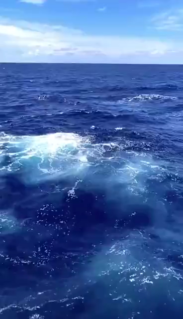 你们看见海里面有什么了嘛?