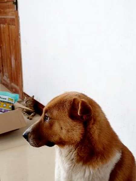 狗子太善良了不真咬又让猫咪得手了喜欢我关注我灵犬小黄