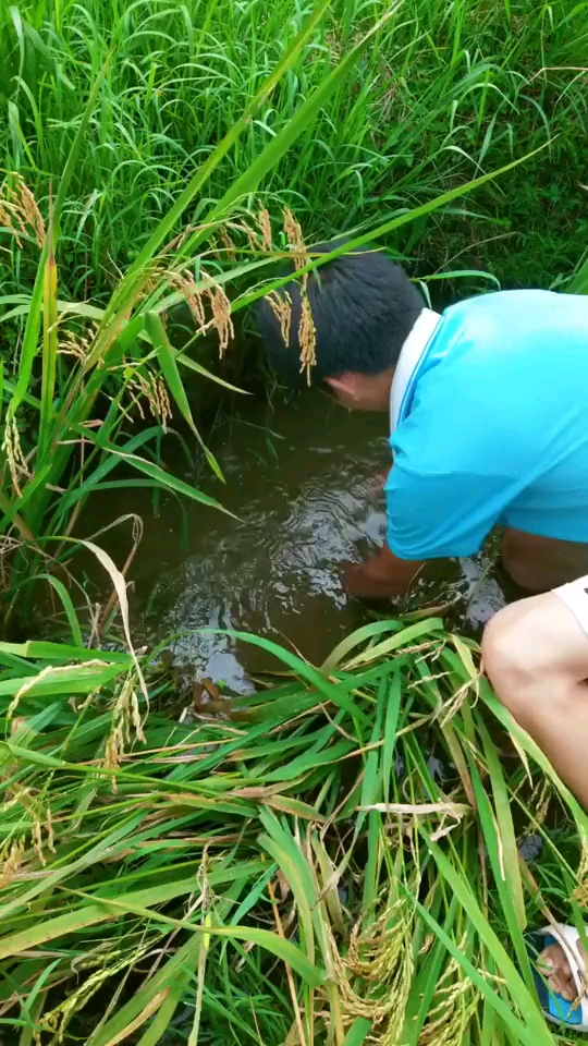 稻田野生鯉魚