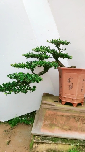 悬崖罗汉松,喜欢的朋友可以关注我