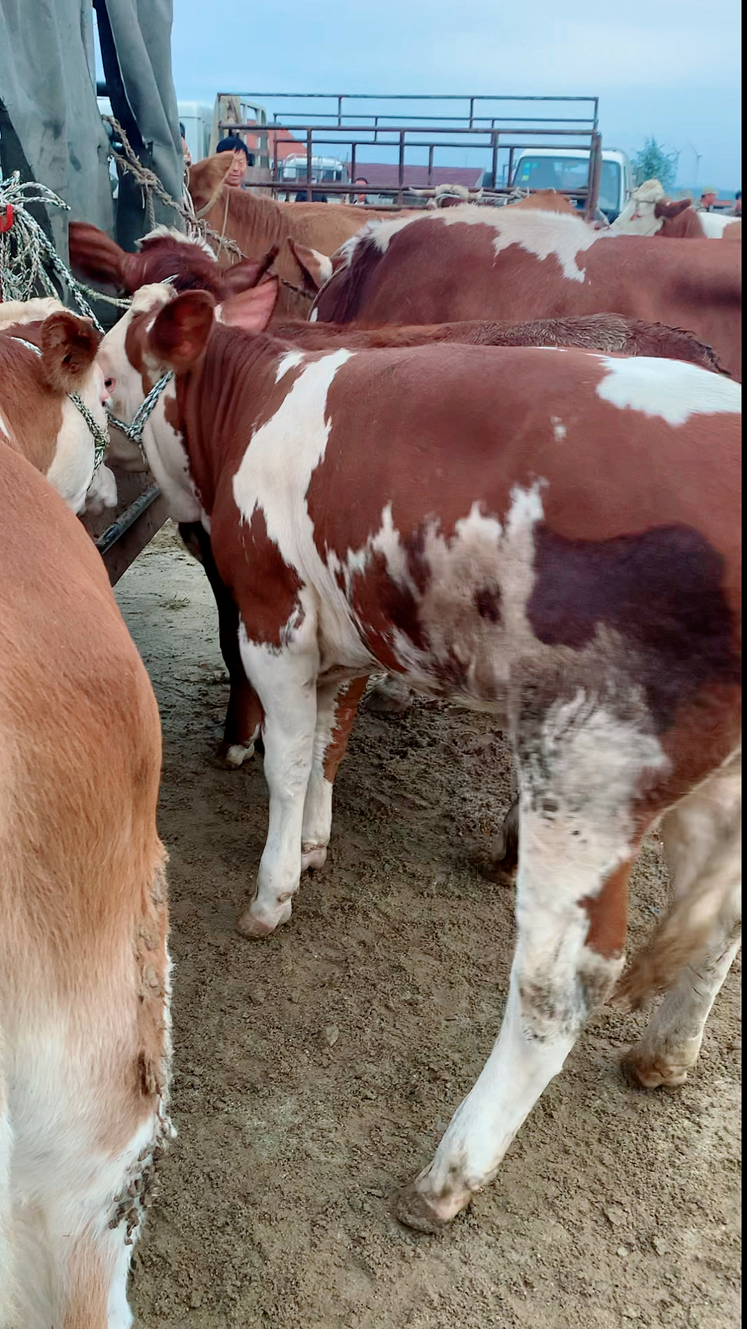 我要上热门#西门塔尔红白花黄白花小母牛