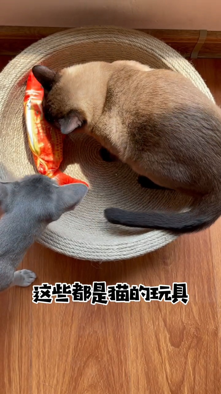 我家萌宠成精了今天给大家看可鲁可鸭拆快递