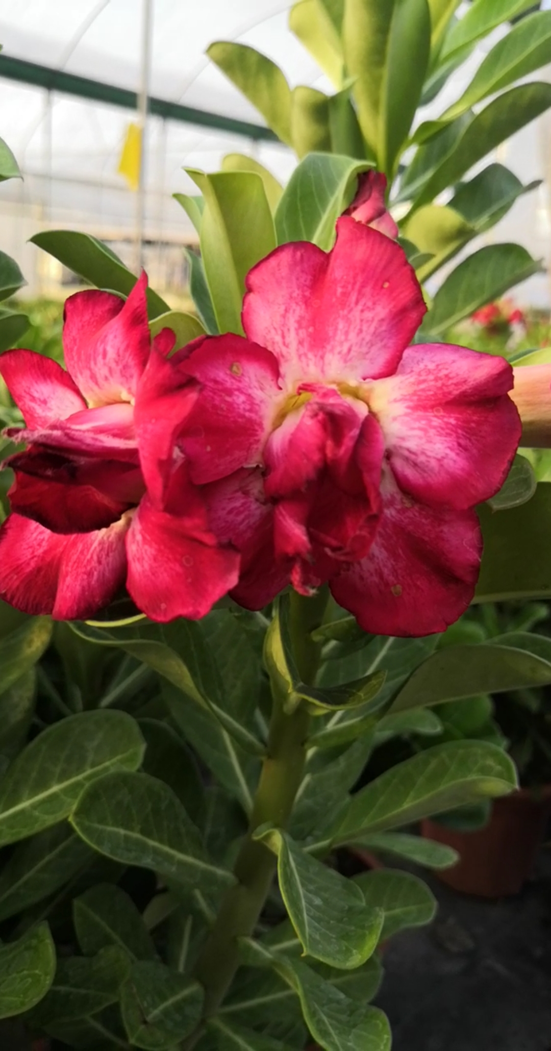 真的很漂亮,原生重瓣花#沙漠玫瑰#绿植#盆栽#花卉#赏花