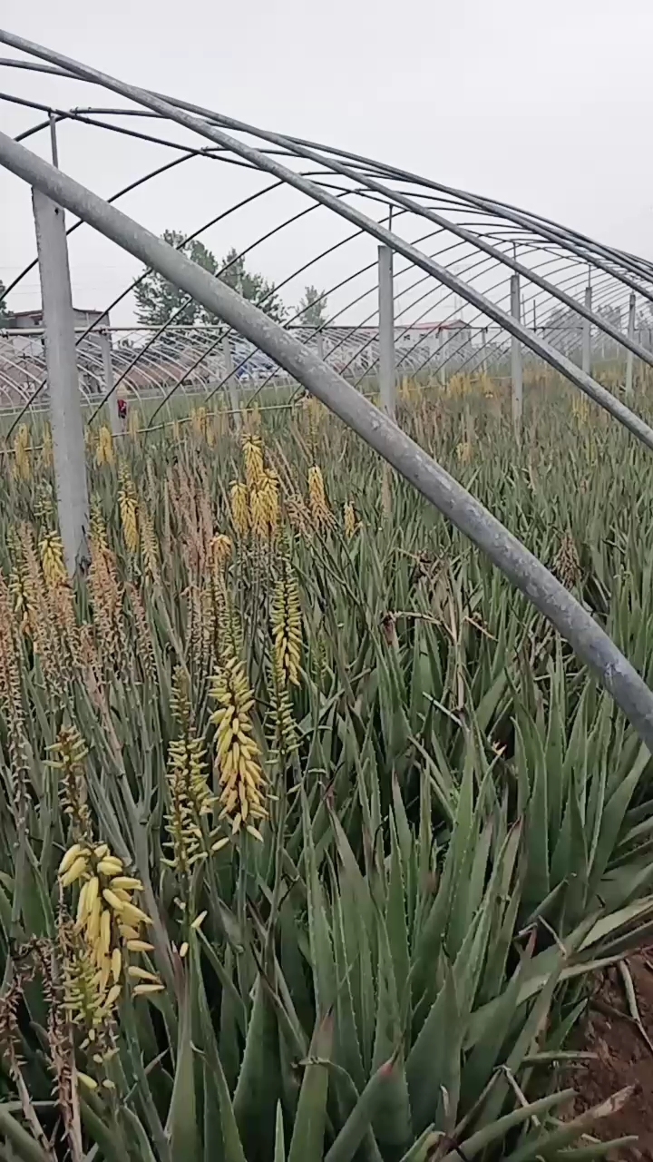 库拉索芦荟基地