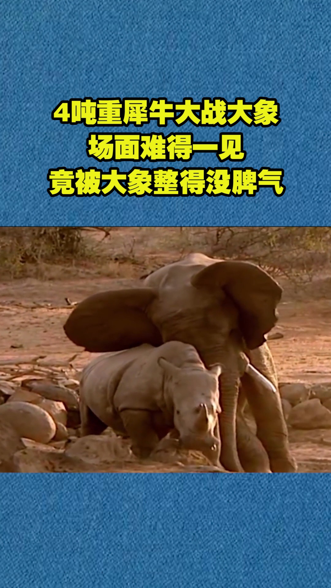 4吨重犀牛大战大象,场面难得一见,谁知竟被大象整得没脾气!