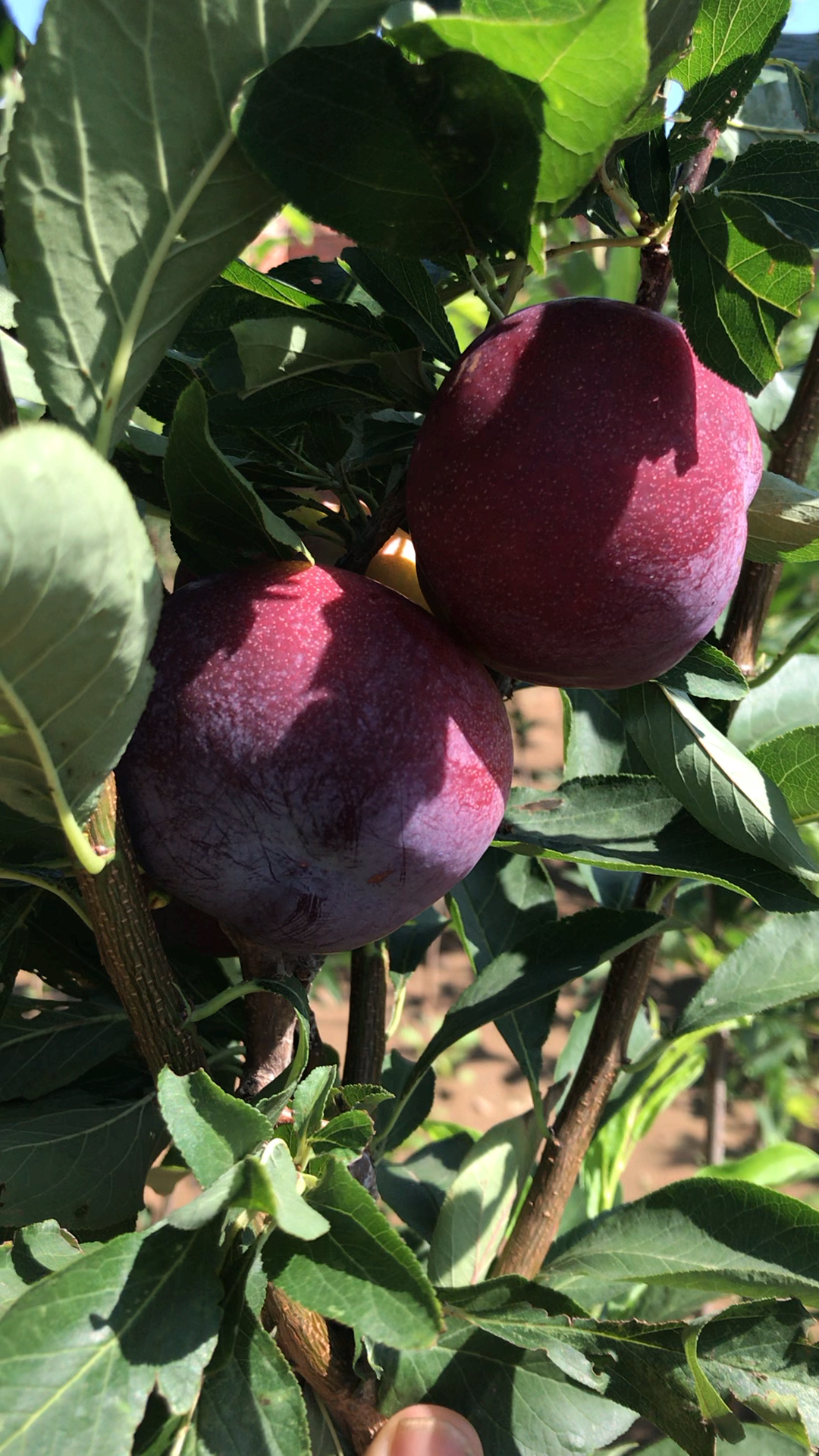 舌尖上的乡村美食#龙园秋李,喜欢种植的朋友关注我