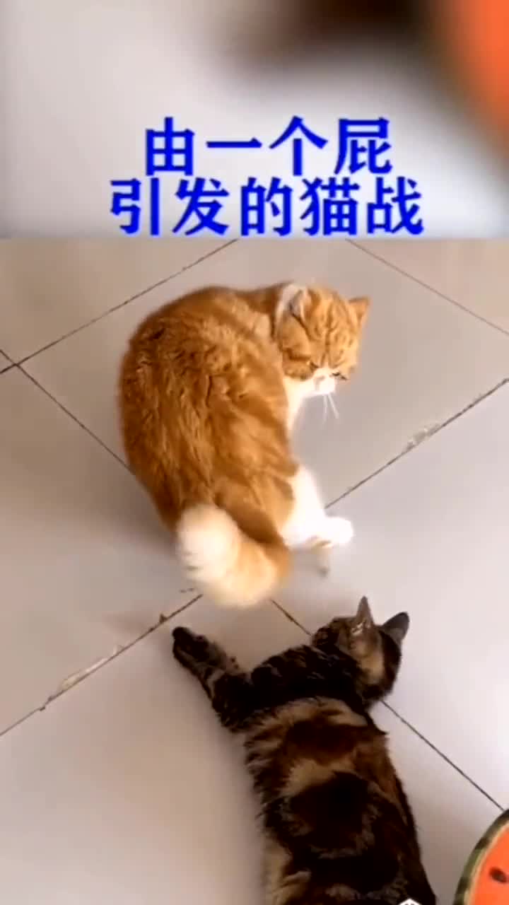 由一个p引发的猫战,你在哪儿学的呀,生化武器系统都用上了