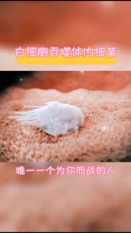 上热门#白细胞吞噬体内细菌,它是唯一一个为你而战的生物
