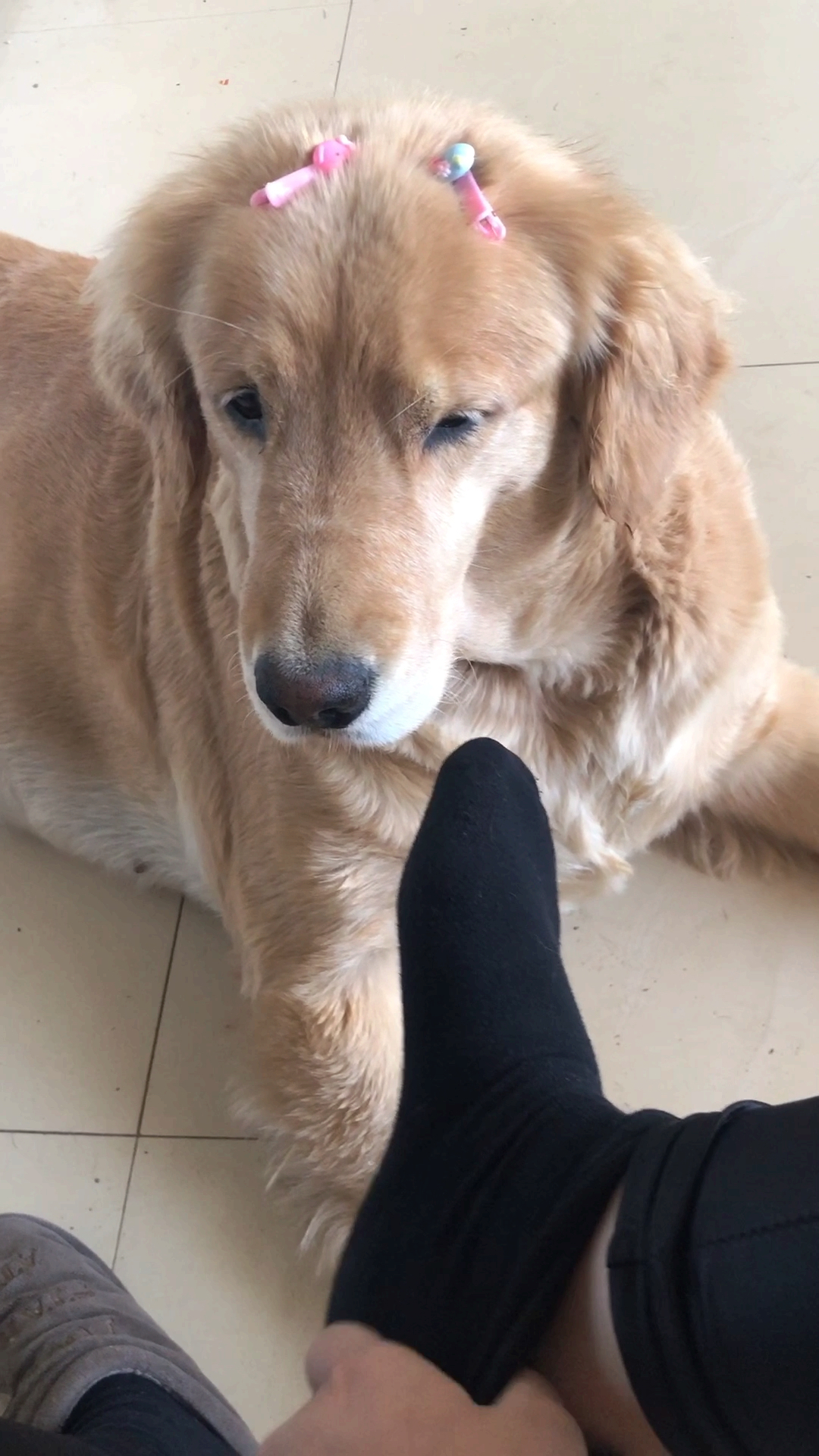 让金毛闻闻脚,给熏晕倒了!太夸张了吧