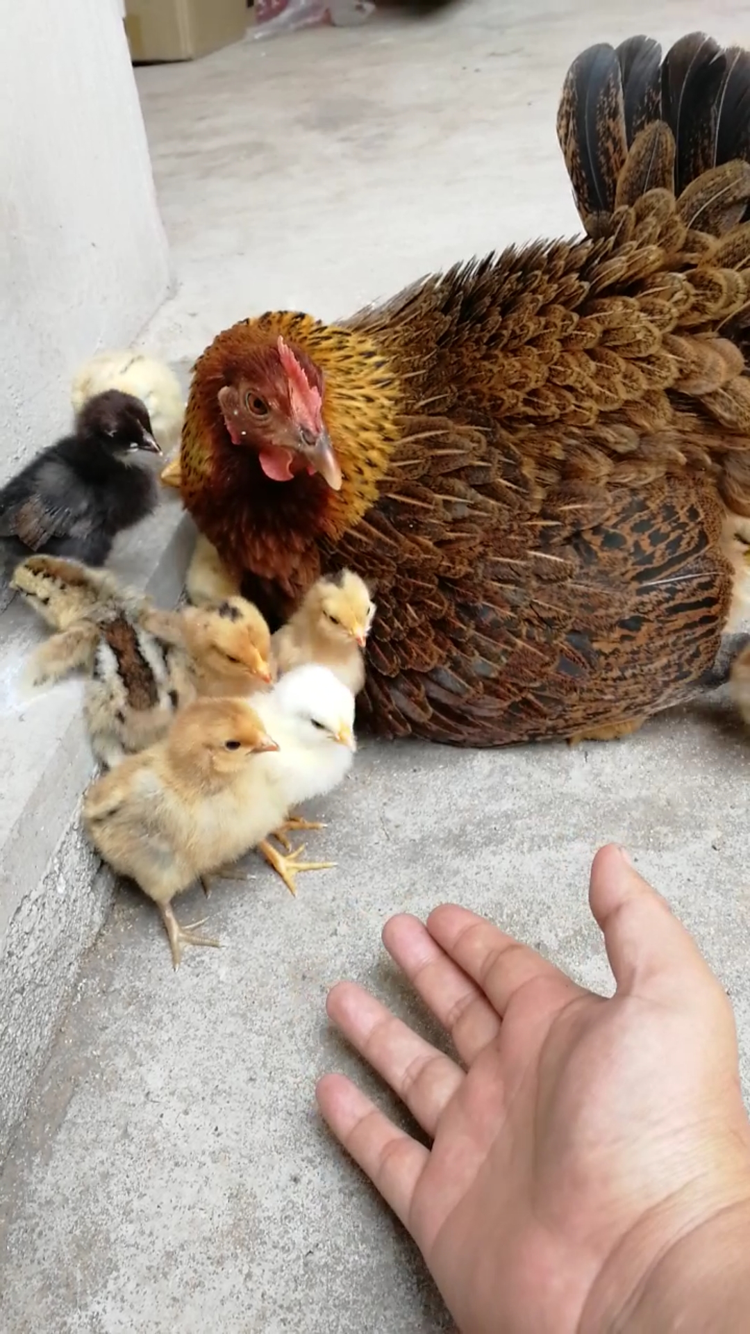 宠物最可爱的样子#称职的老母鸡,咯咯哒