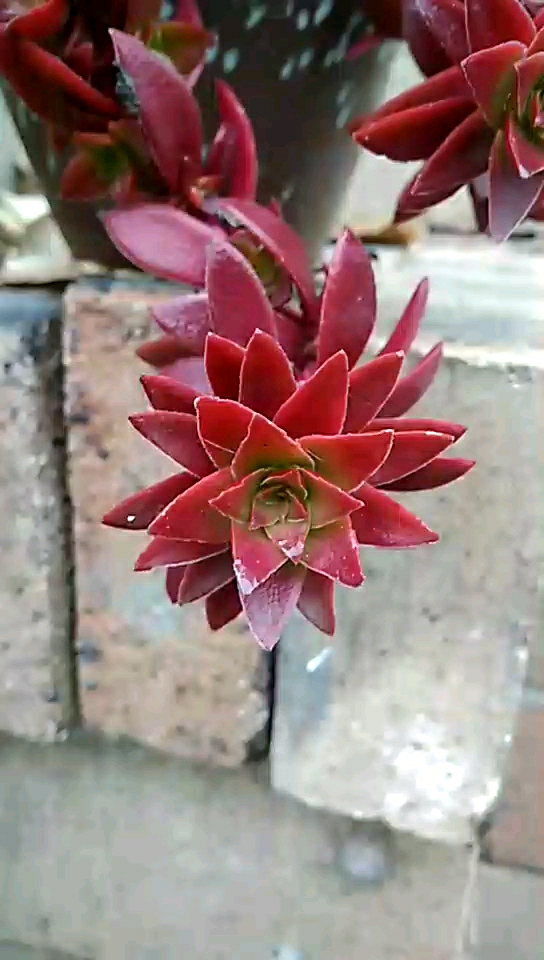 红叶祭养了好几年,快成吊兰了.