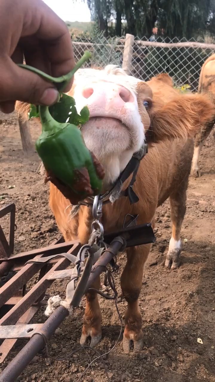 东北牛,必须蘸酱吃饭