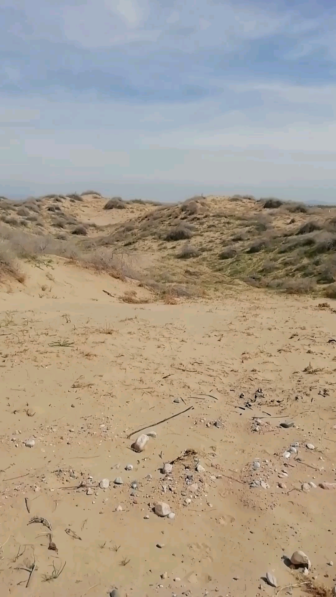 绿洲中的沙漠～固定,半固定,局部流动的沙漠