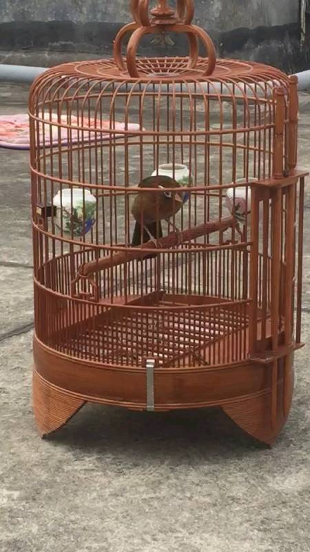 精品画眉鸟欣赏 喜欢别忘记点赞 91-度小视