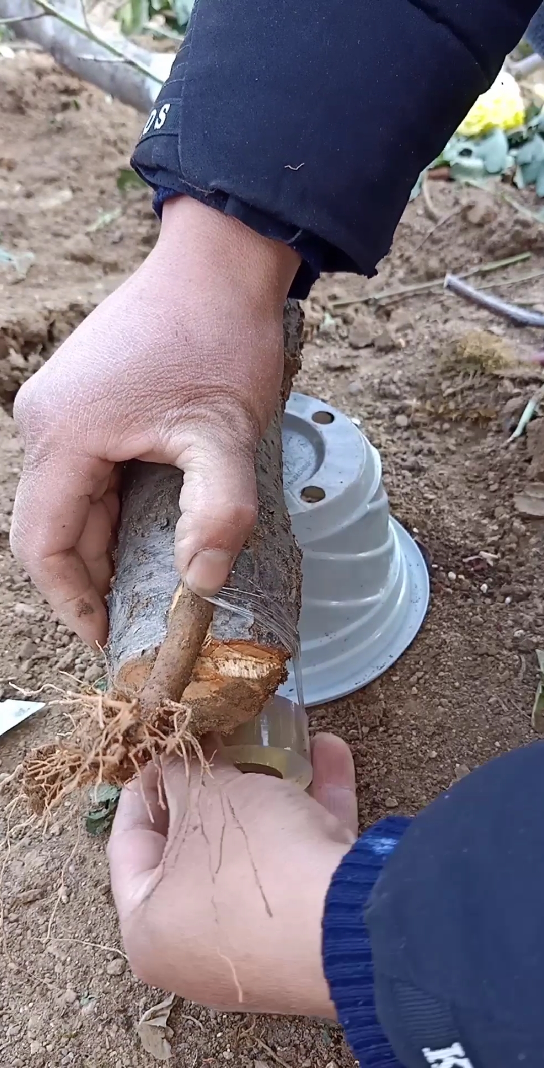 生活小妙招#变废为宝,修剪老桃树结根技术,一般人不会,你看懂了吗?