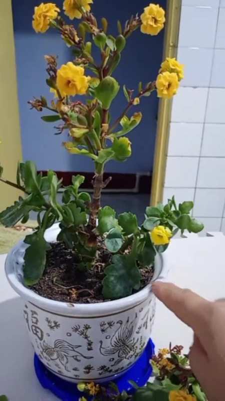 长寿花开花的时候就得黑腐病了