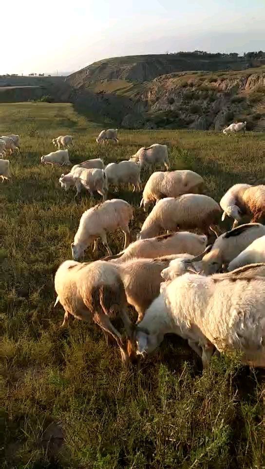 大农村的西山 日落 羊群