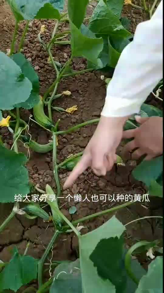 这个黄瓜不用搭架,管理特别简单,懒人也能种的特别好,您也赶紧试试吧