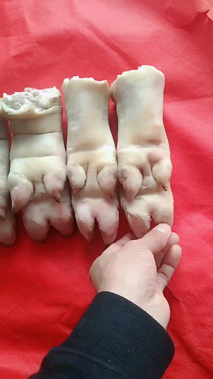 你能分出哪个是前蹄和后蹄吗?