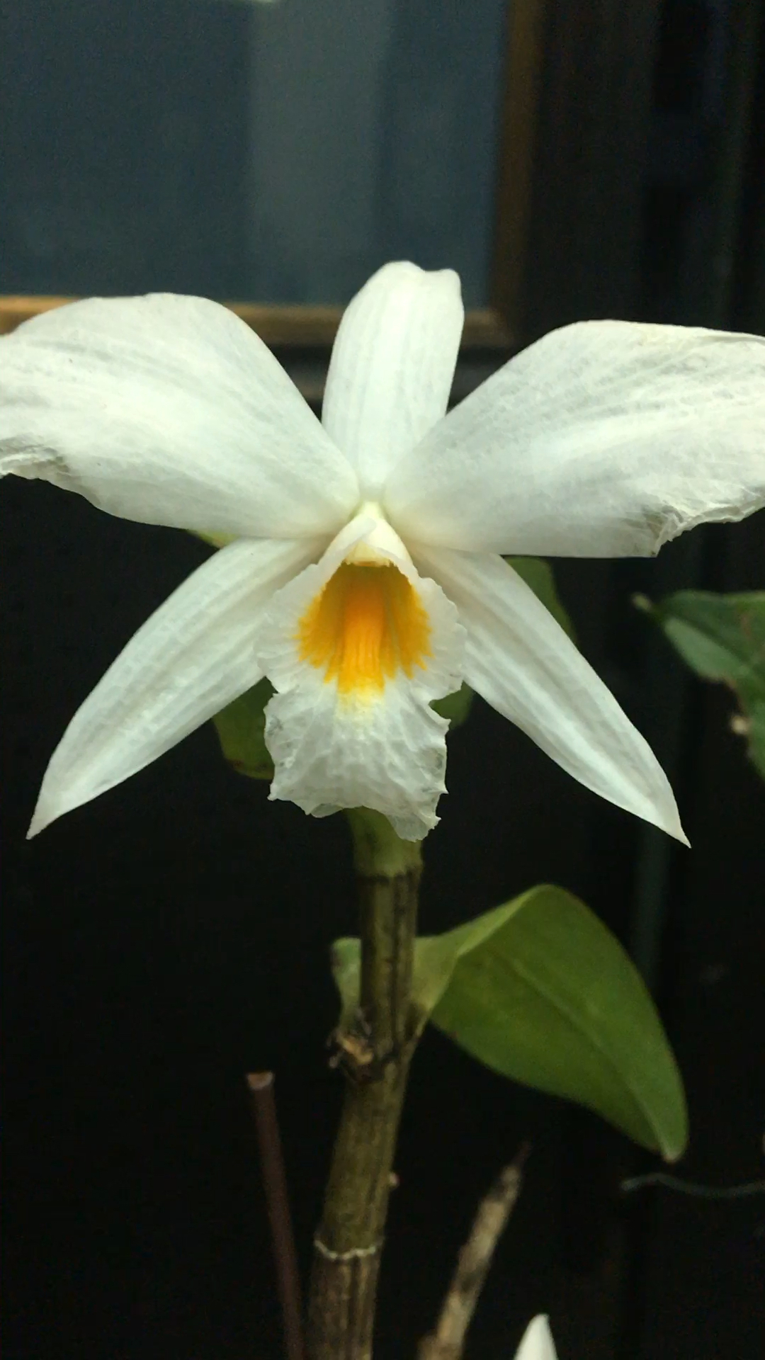 翅萼石斛生于海拔1100-1700米的山地林中树干上.