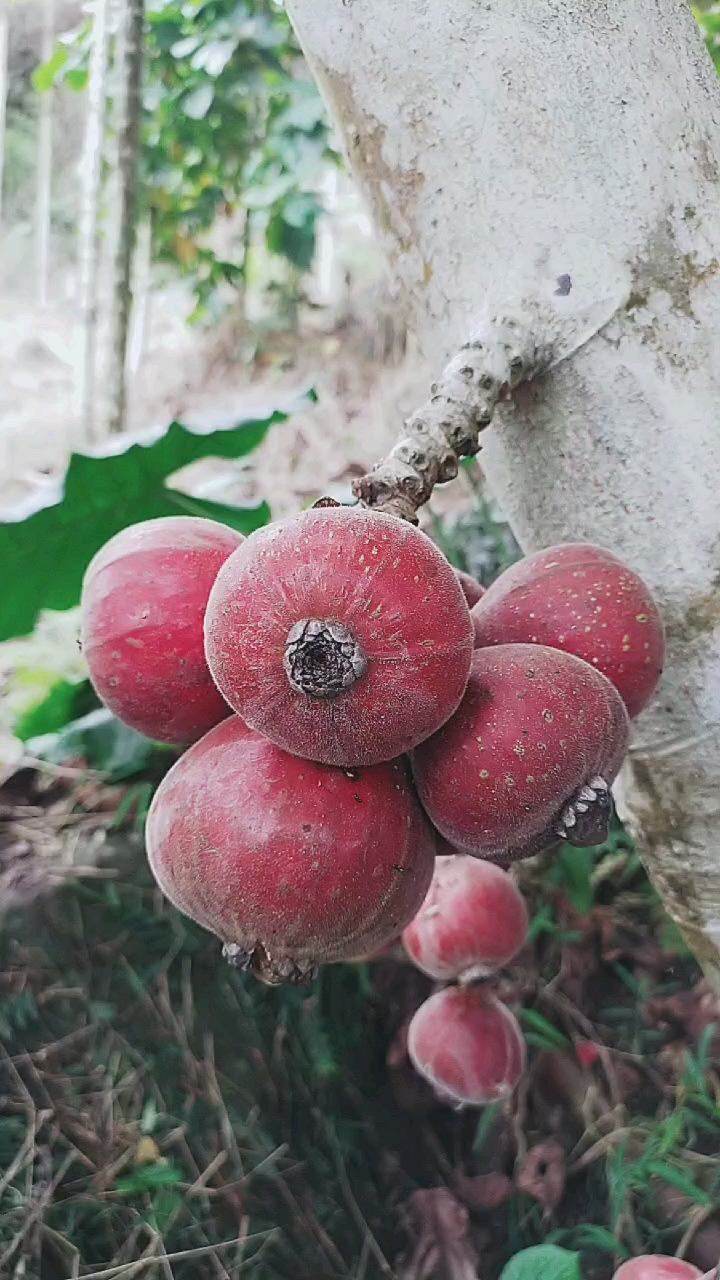 馒头果功效用于:催乳,补气,生血之功效.主治产妇气虚无乳,肺虚气喘.