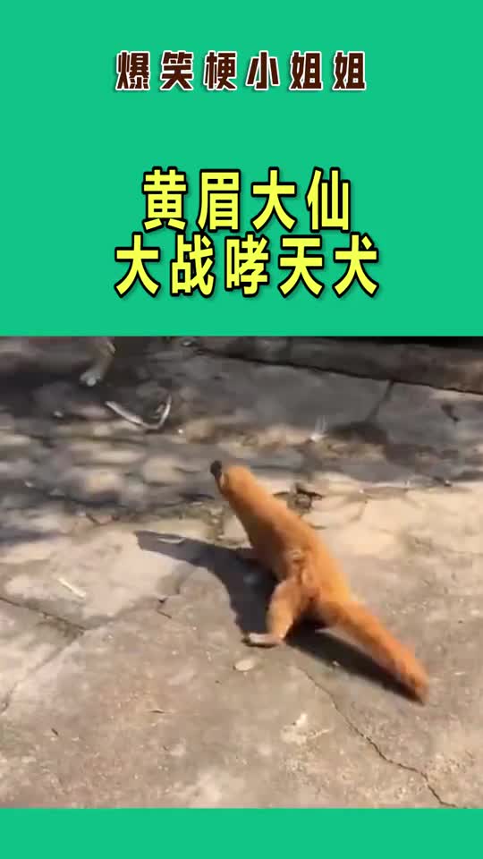 黄眉大仙大战哮天犬,哮天犬逃之夭夭